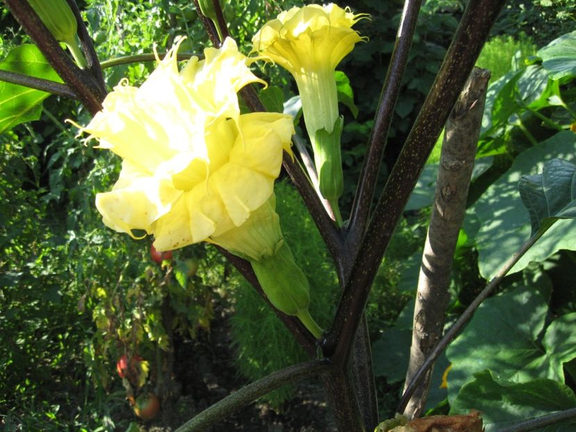  - Brugmansia si datura