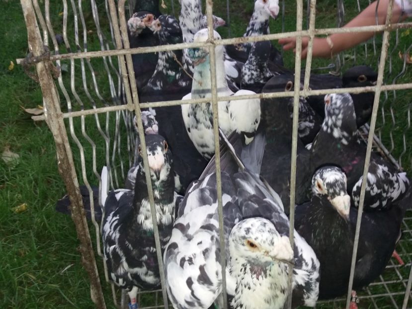  - Pistritii mei 2018