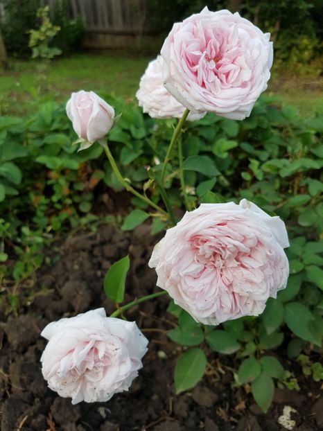  - souvenir de la malmaison