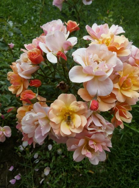 18 iulie 2018 - Jazz