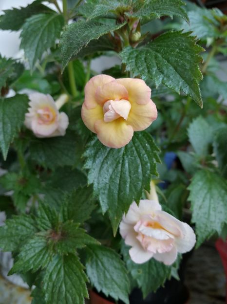  - Achimenes 2018