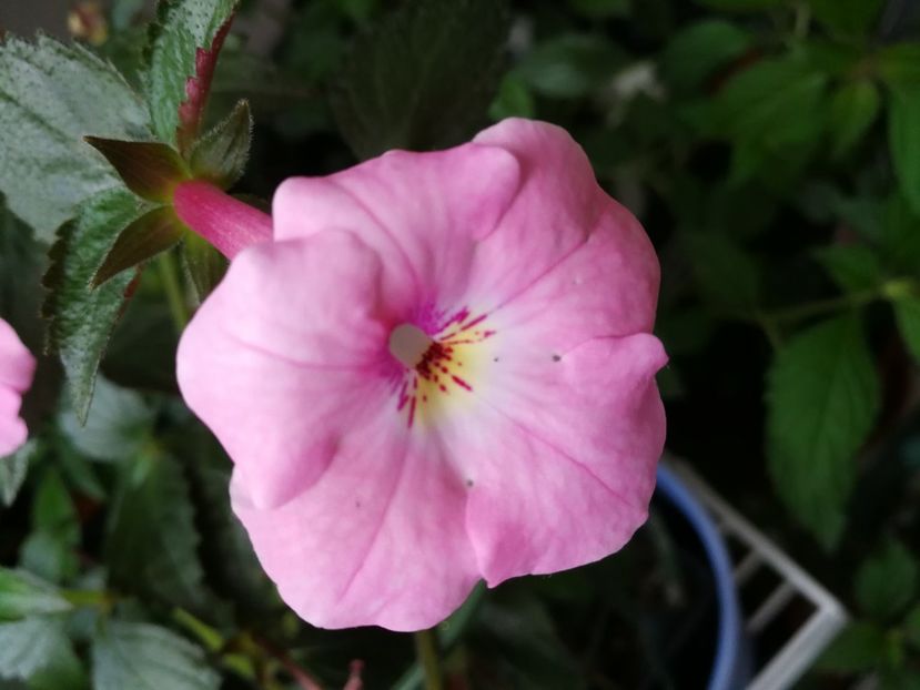  - Achimenes 2018