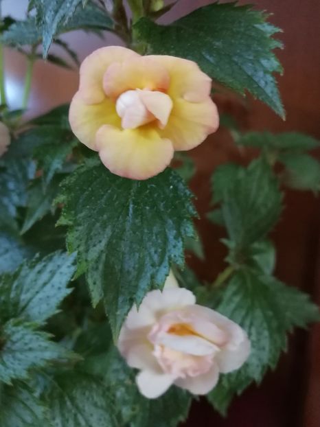 Lemon Orchard - Achimenes 2018