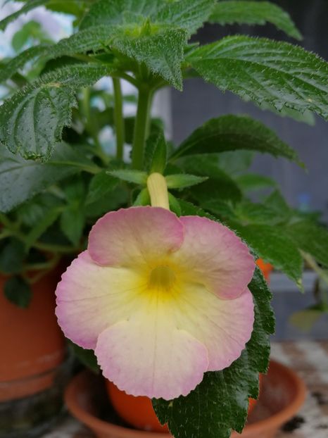 Sauline - Achimenes 2018