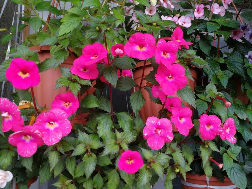 Candy Girl - Achimenes 2018