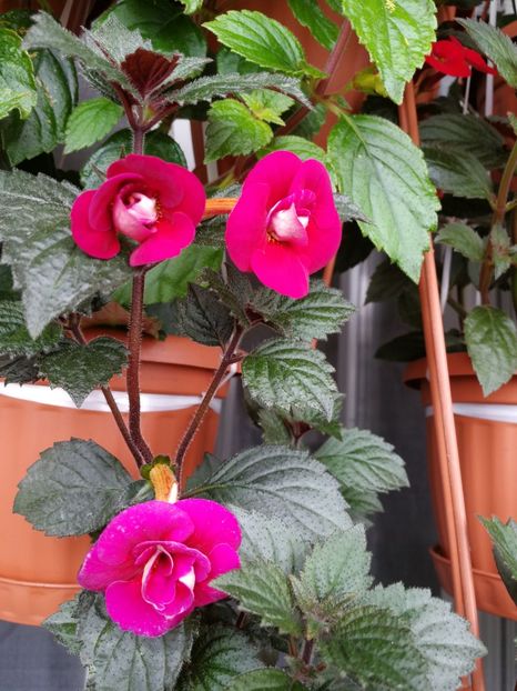  - Achimenes 2018