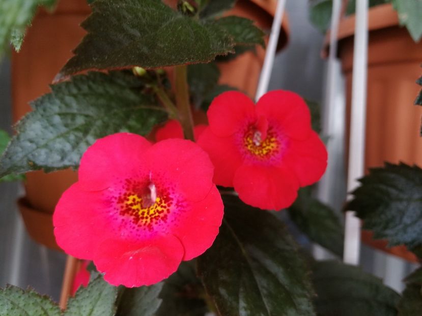 Fire Vortex - Achimenes 2018