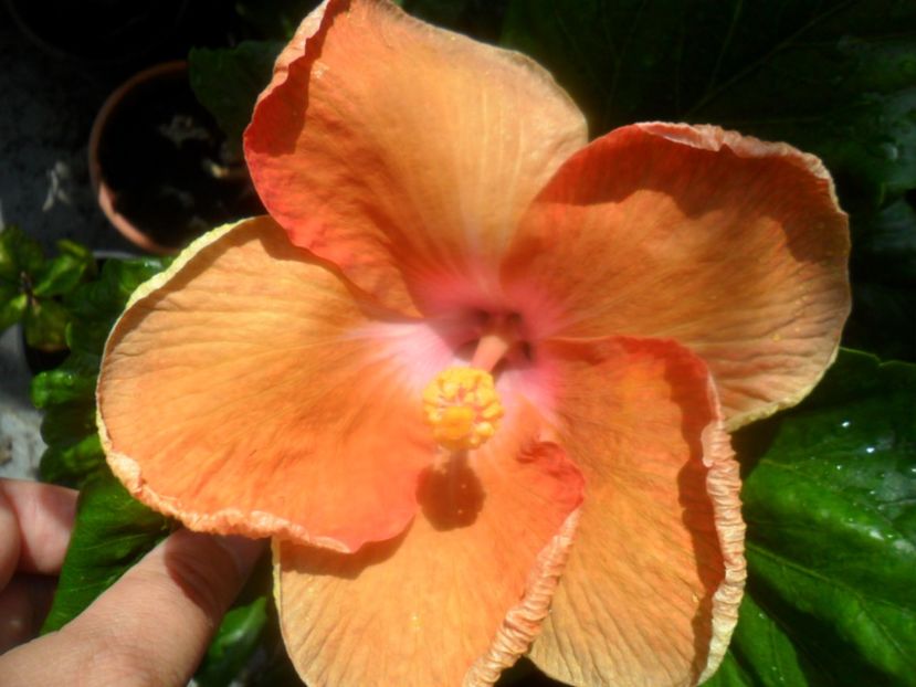  - Ro V Capuccino Cream