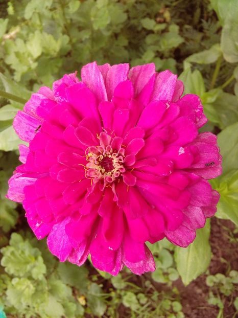  - AAAA__CARCIUMARESE 2015_2017_2018_2019