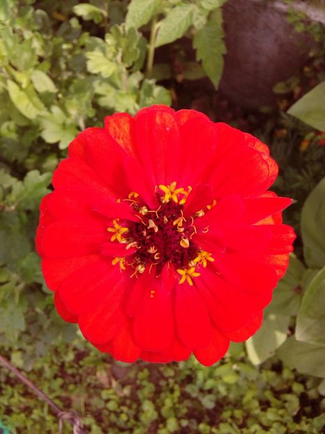  - AAAA__CARCIUMARESE 2015_2017_2018_2019