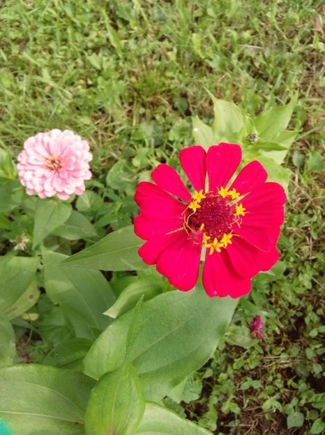  - AAAA__CARCIUMARESE 2015_2017_2018_2019