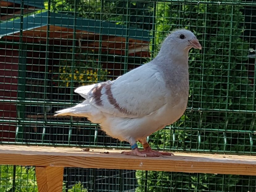 M-2018-4439 - 0-VRdF-TINERET-2018