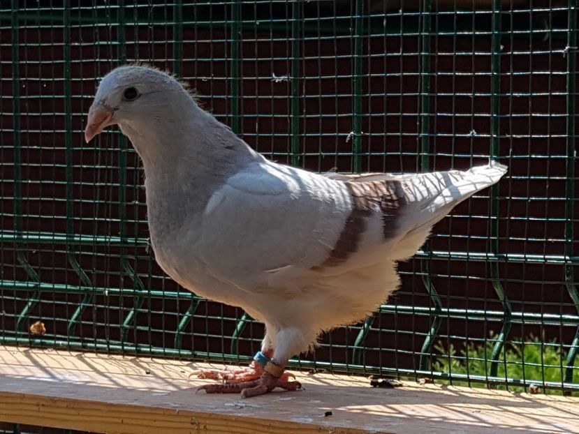 F-2018-4438 - 0-VRdF-TINERET-2018