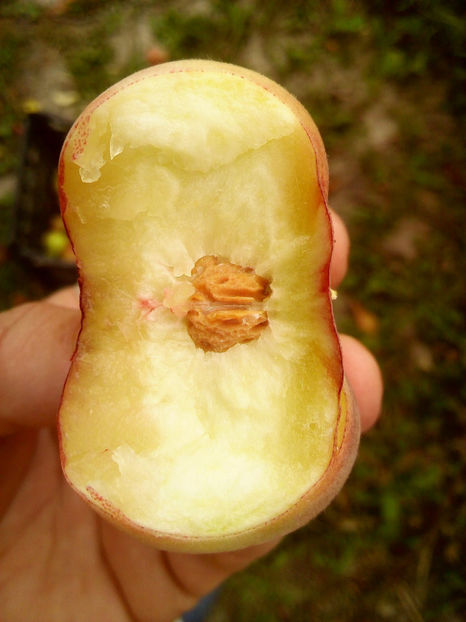 Piersic plat Tabacchiera 12 - Piersic plat Tabacchiera