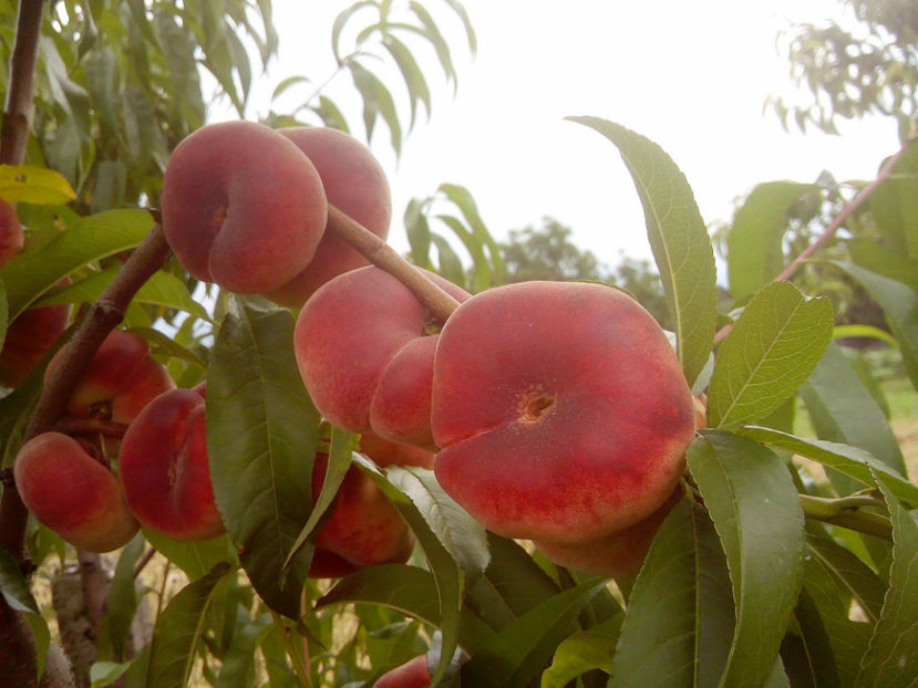 Piersic plat Tabacchiera - Piersic plat Tabacchiera