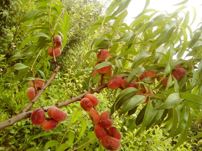 Piersic plat Tabacchiera 5 - Piersic plat Tabacchiera