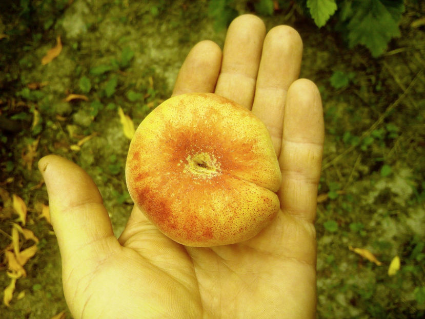 Piersic plat Tabacchiera 10 - Piersic plat Tabacchiera