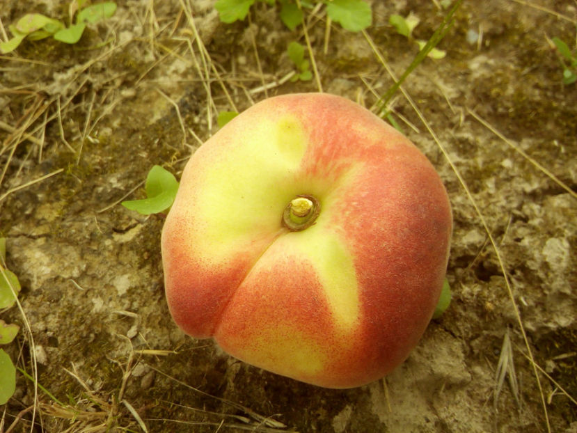 Piersic plat Tabacchiera 9 - Piersic plat Tabacchiera