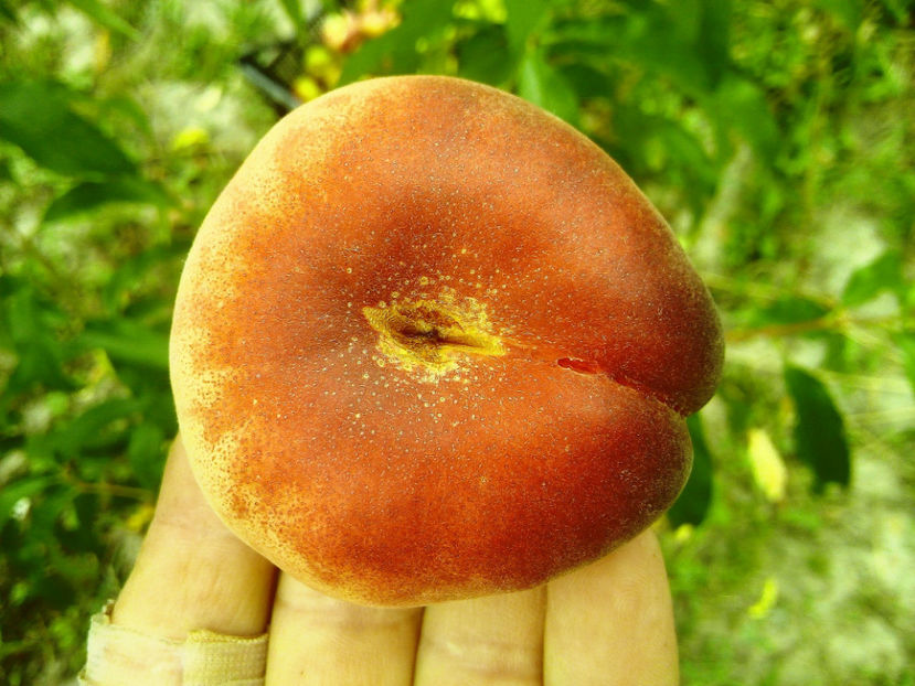 Piersic plat Tabacchiera 6 - Piersic plat Tabacchiera