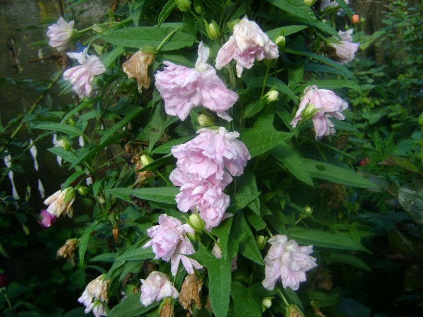 Calistegia - 0 TRANDAFIRI 2018