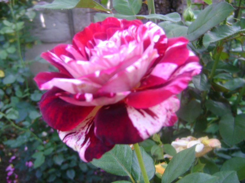 Julio Iglesias - 0 TRANDAFIRI 2018