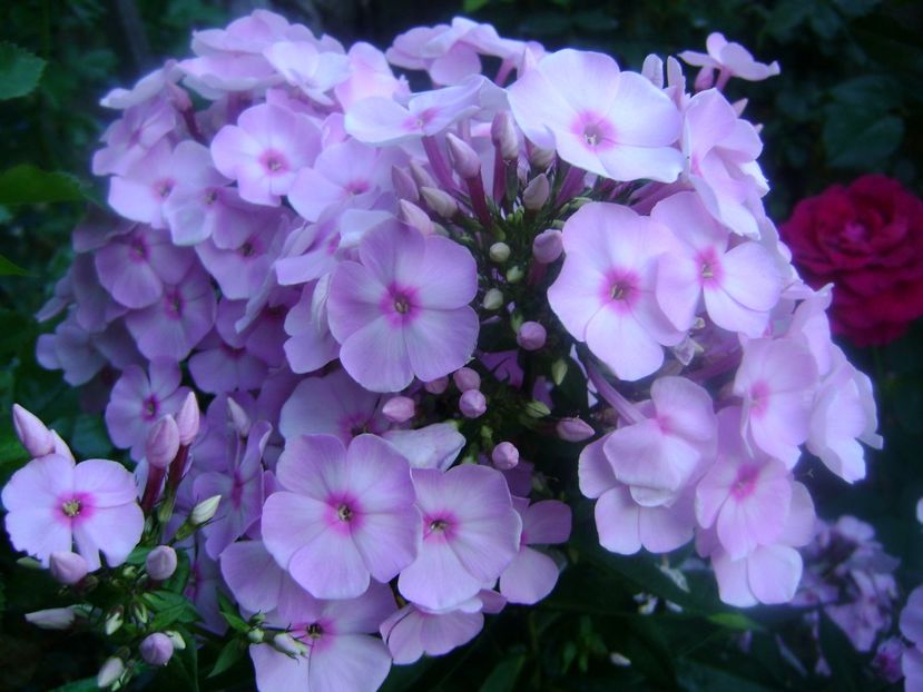  - 0 Phlox