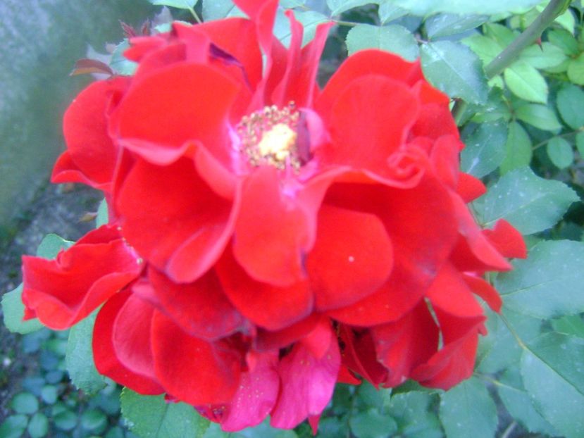 Roter Korsar - 0 TRANDAFIRI 2018