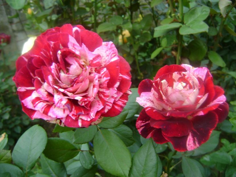 Julio Iglesias - 0 TRANDAFIRI 2018