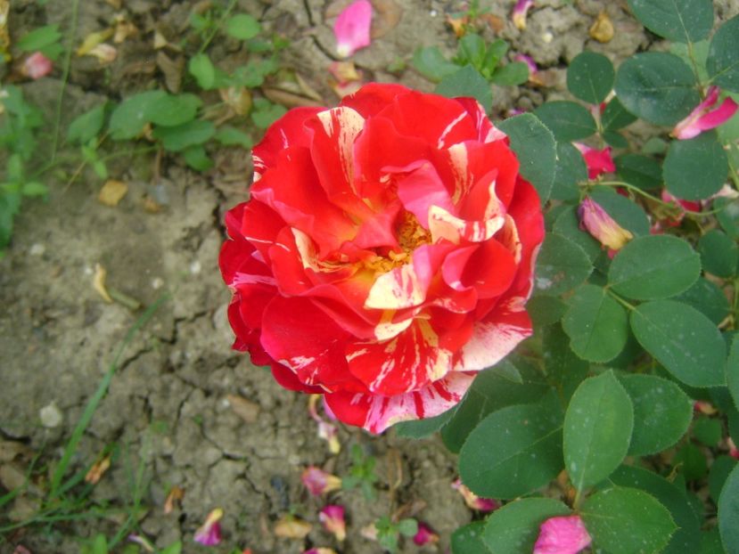 Maurice Utrilo - 0 TRANDAFIRI 2018