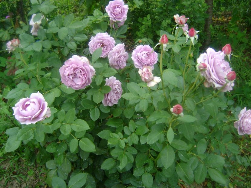 Novalis - 0 TRANDAFIRI 2018