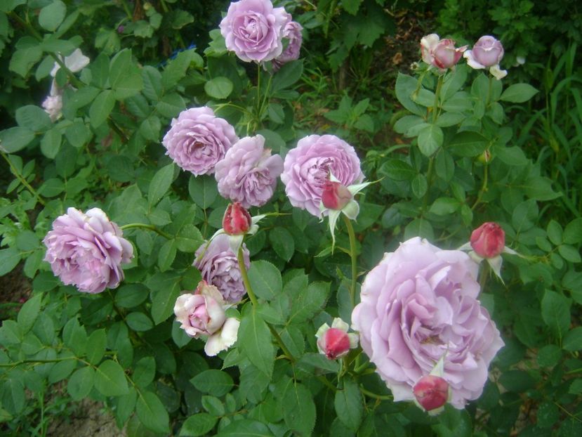 Novalis - 0 TRANDAFIRI 2018