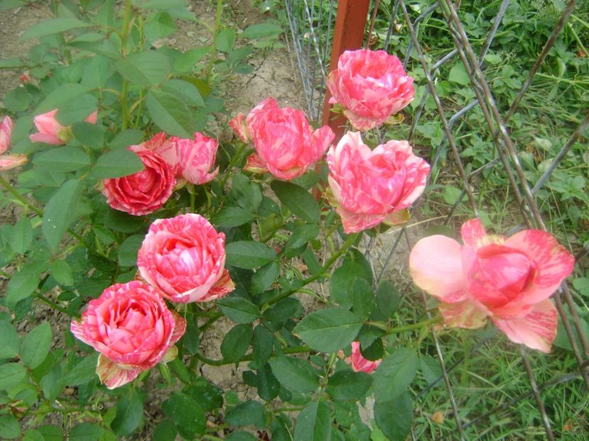 Pink intuition - 0 TRANDAFIRI 2018