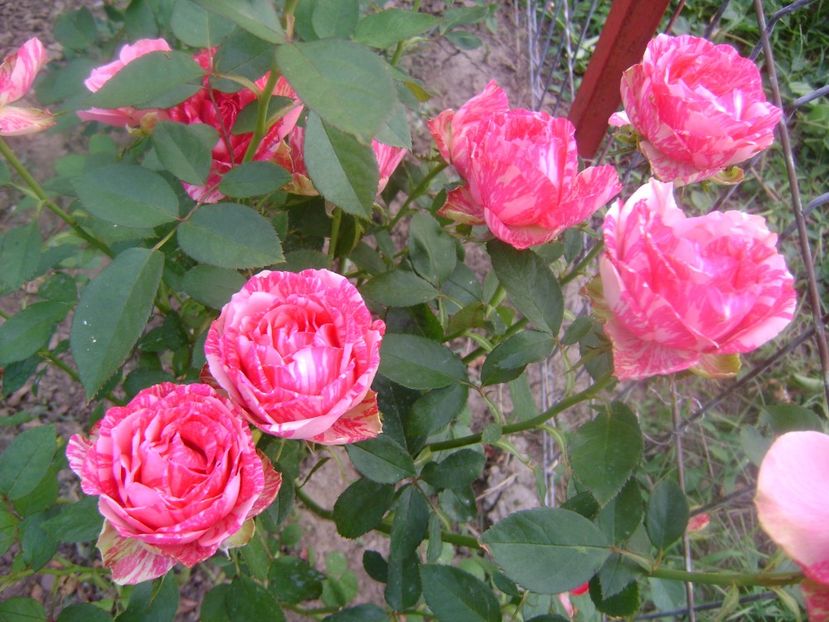 Pink intuition - 0 TRANDAFIRI 2018