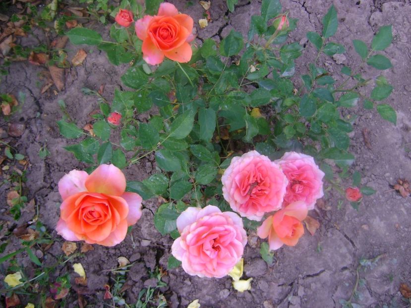 Miniroza - 0 TRANDAFIRI 2018