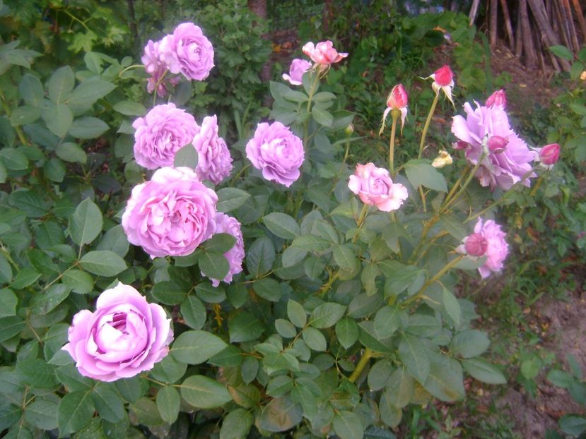 Novalis - 0 TRANDAFIRI 2018