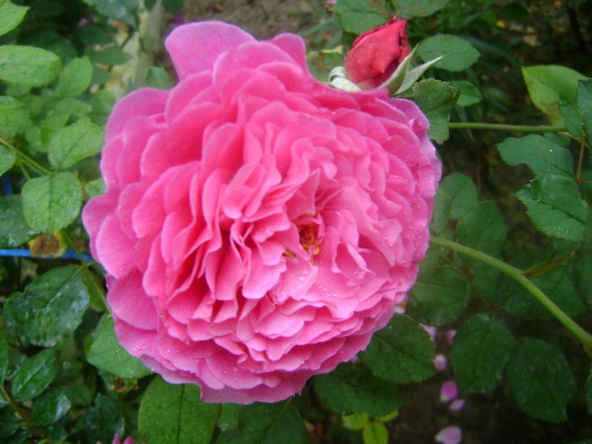 Ventilo - 0 TRANDAFIRI 2018