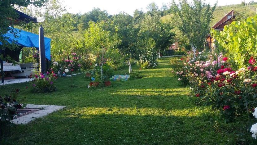 Loc de încărcat baterii:) - Trandafiri 2018