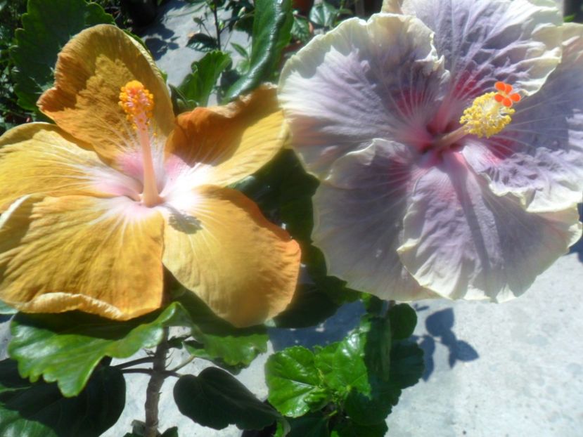  - hibiscusi 2018 3