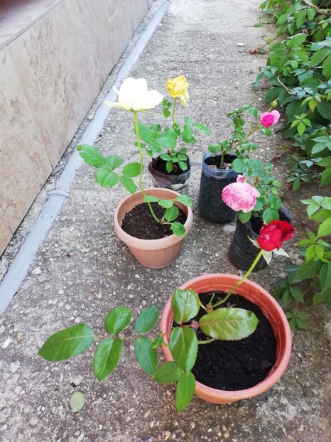 Trandafiri - 00 Plante 2018