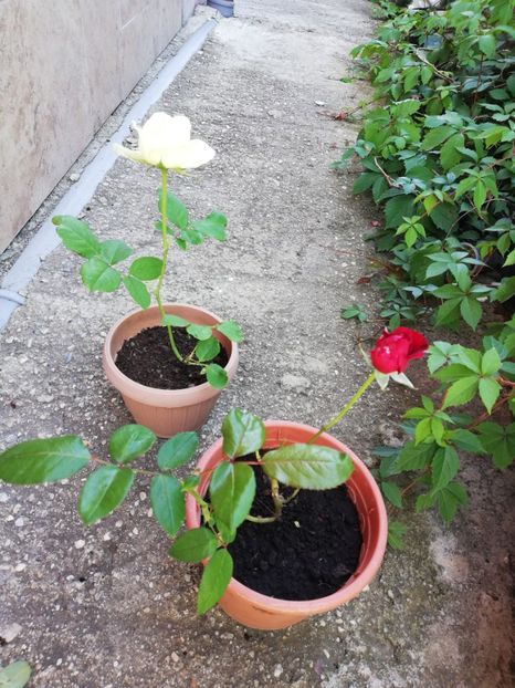 Auto și Damme de Coeur - 00 Plante 2018