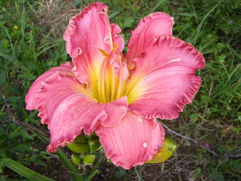 Big Sur - Hemerocallisi