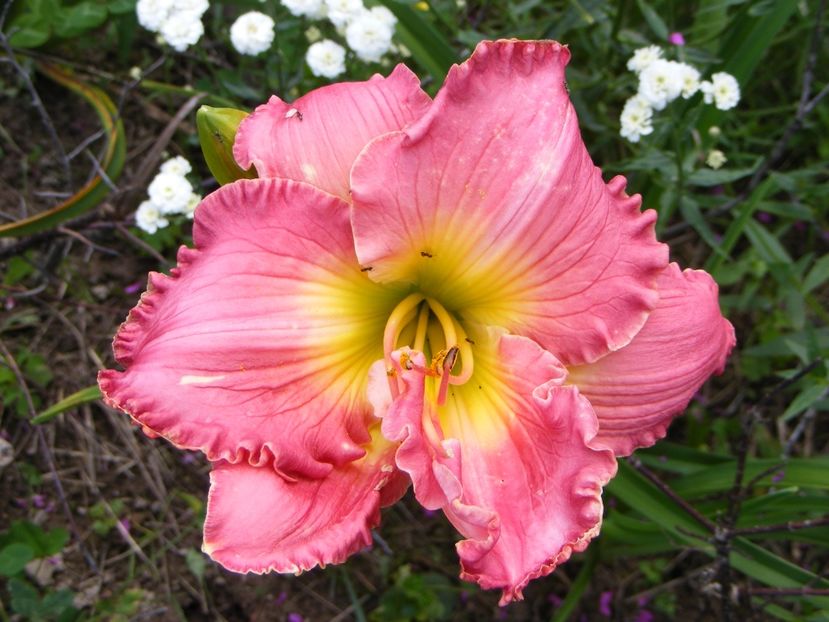 Big Sur - Hemerocallisi