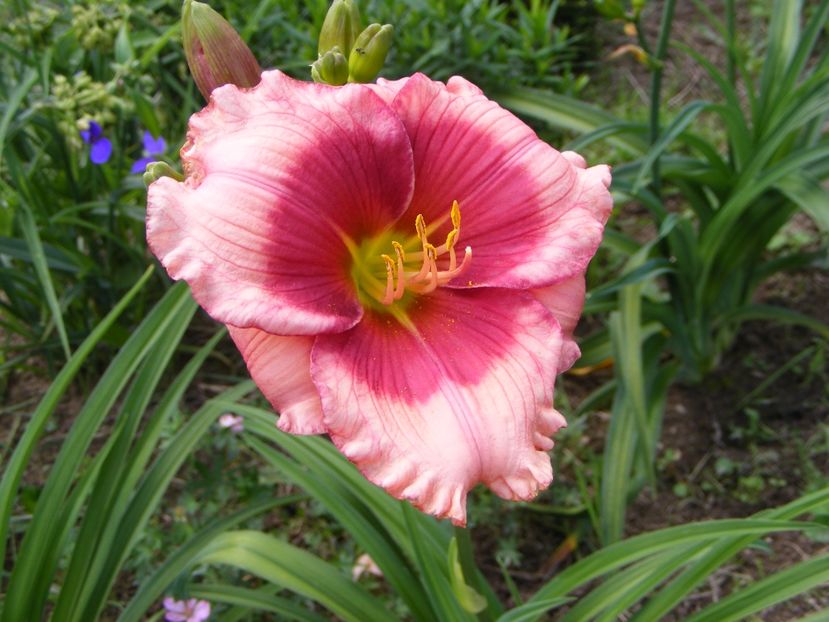 Hello Screamer - Hemerocallisi