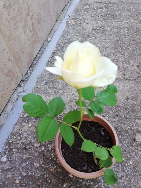 Parfum suav de citrice - 00 Plante 2018