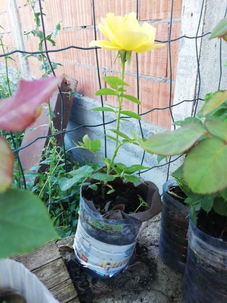 Galben parfumat - 00 Plante 2018