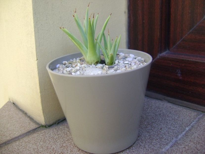 Agave striata f. minima - Agave si Yucca 2018