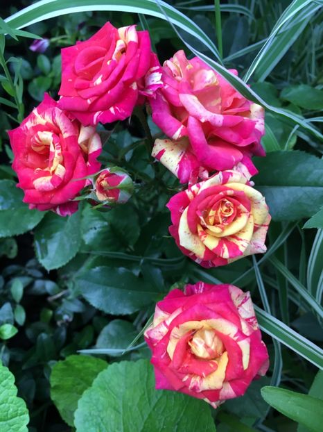 83A153AD-090D-484F-845E-AF39A32165A4 - Trandafiri mini