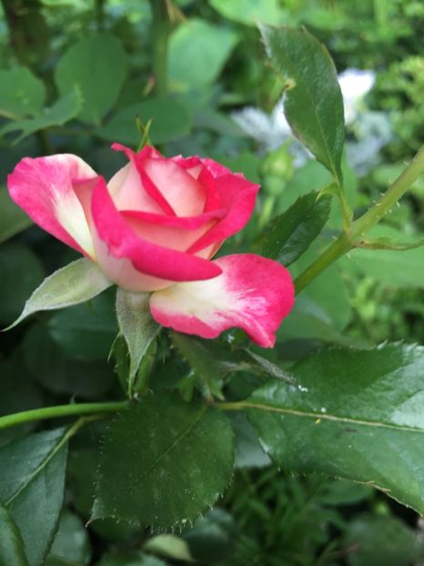 28FE1EBD-45C7-4486-9CE4-EC5FBE040C7A - Trandafiri mini