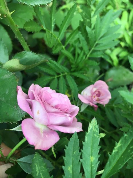 D7FEB172-099B-4D48-93FB-87FE60C098FE - Trandafiri mini