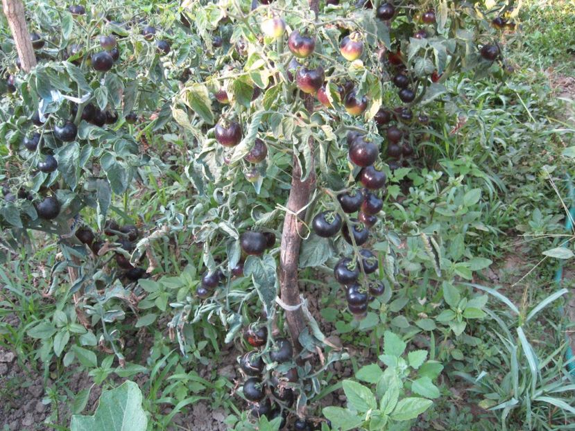 "carbon"2018 iulie - xx Agricultura